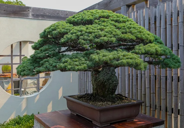 8 Oldest Bonsai in the World Living Masterpieces That Defy Time smallhometours.com 7