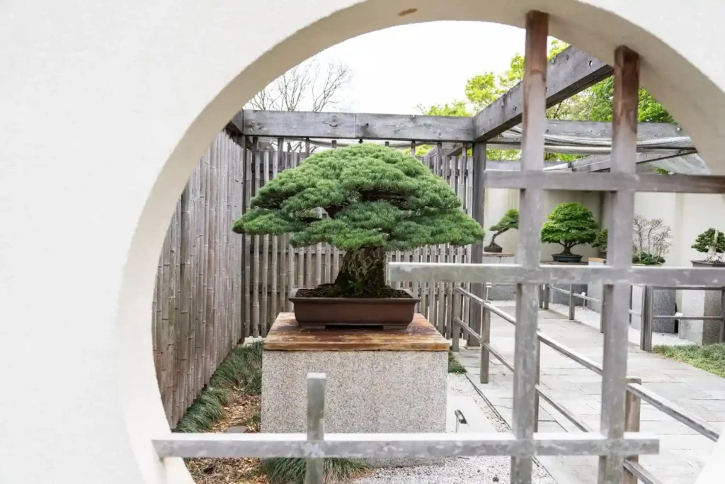 8 Oldest Bonsai in the World Living Masterpieces That Defy Time smallhometours.com 8