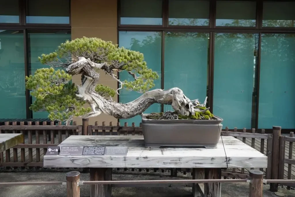 8 Oldest Bonsai in the World Living Masterpieces That Defy Time smallhometours.com 9