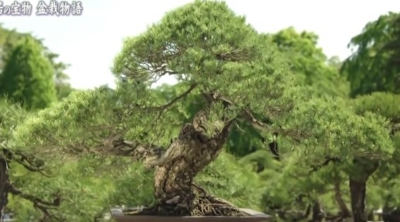 8 Oldest Bonsai in the World Living Masterpieces That Defy Time smallhometours.com 9