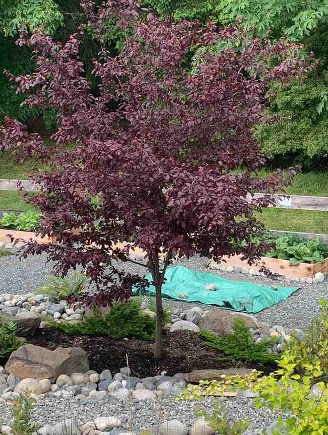 Food Forest Garden Permaculture Design Ideas That Actually Work in Real Yards smallhometours.com