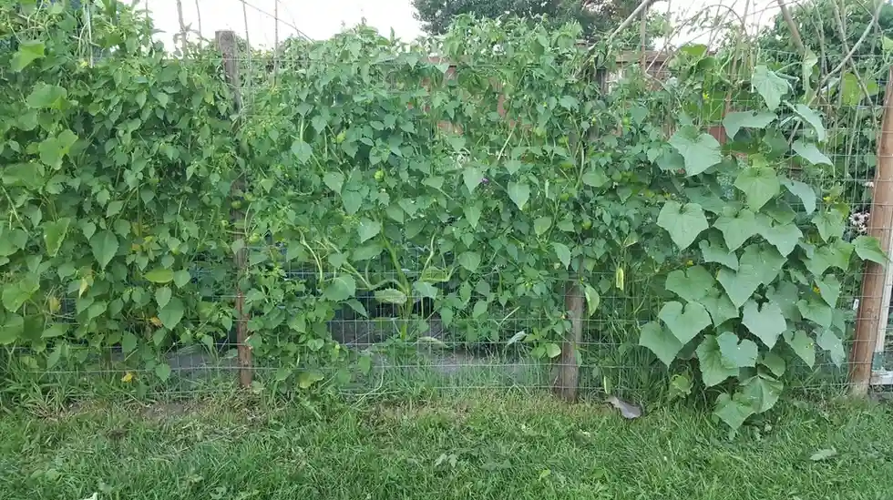 Food Forest Garden Permaculture Design Ideas That Actually Work in Real Yards smallhometours.com 12