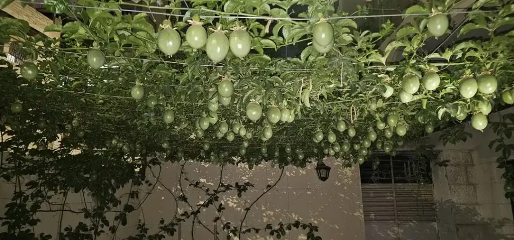 Food Forest Garden Permaculture Design Ideas That Actually Work in Real Yards smallhometours.com 13