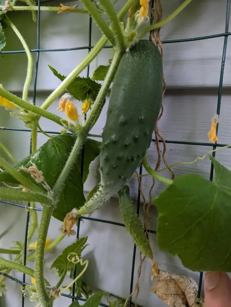 Food Forest Garden Permaculture Design Ideas That Actually Work in Real Yards smallhometours.com 14