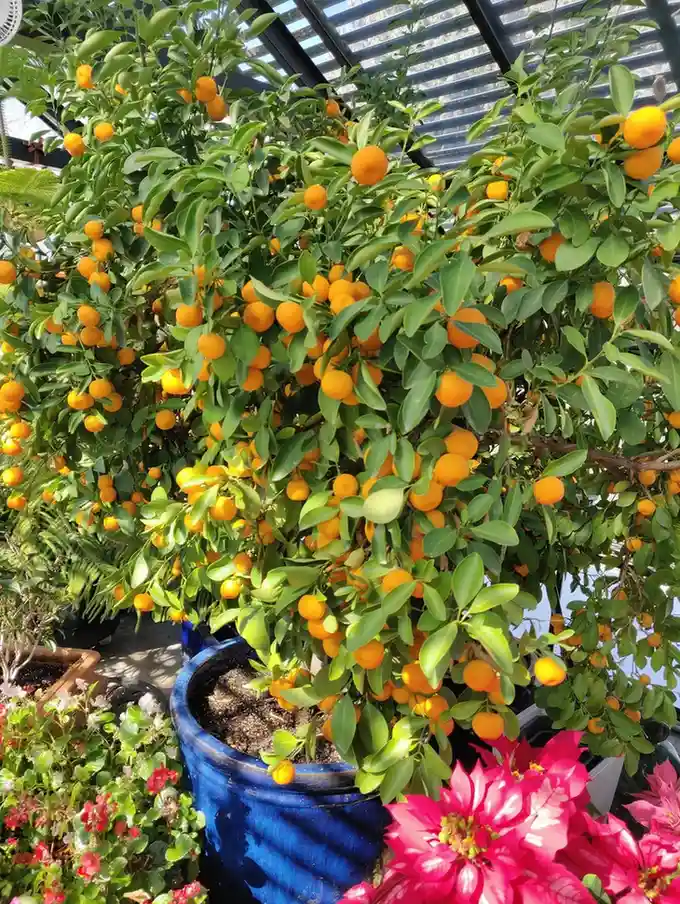 Food Forest Garden Permaculture Design Ideas That Actually Work in Real Yards smallhometours.com 2