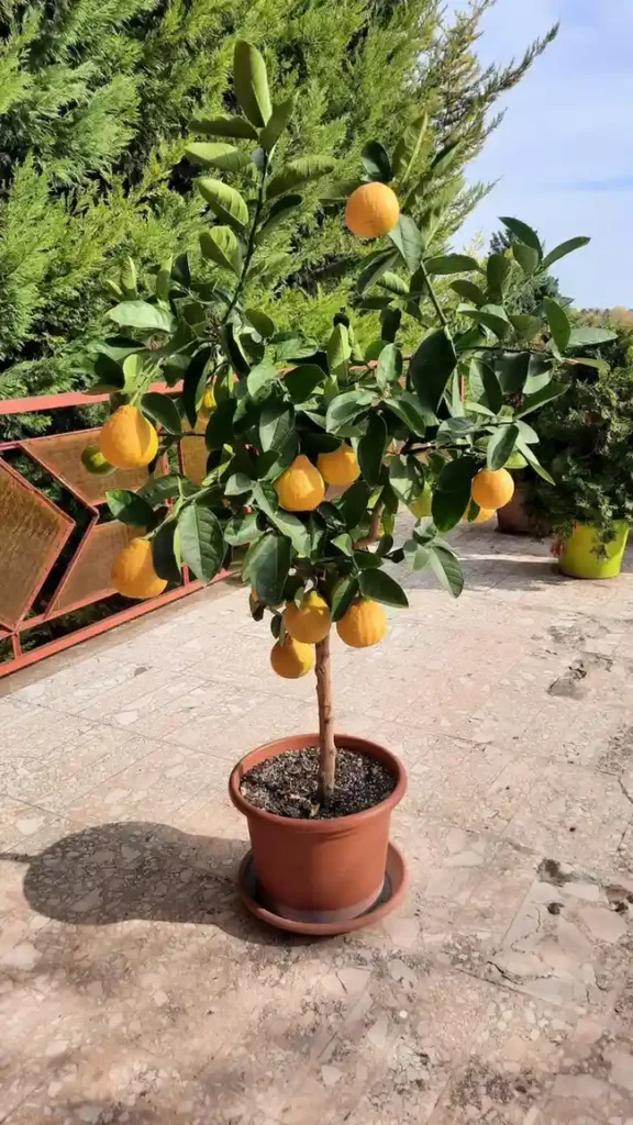 Food Forest Garden Permaculture Design Ideas That Actually Work in Real Yards smallhometours.com 3