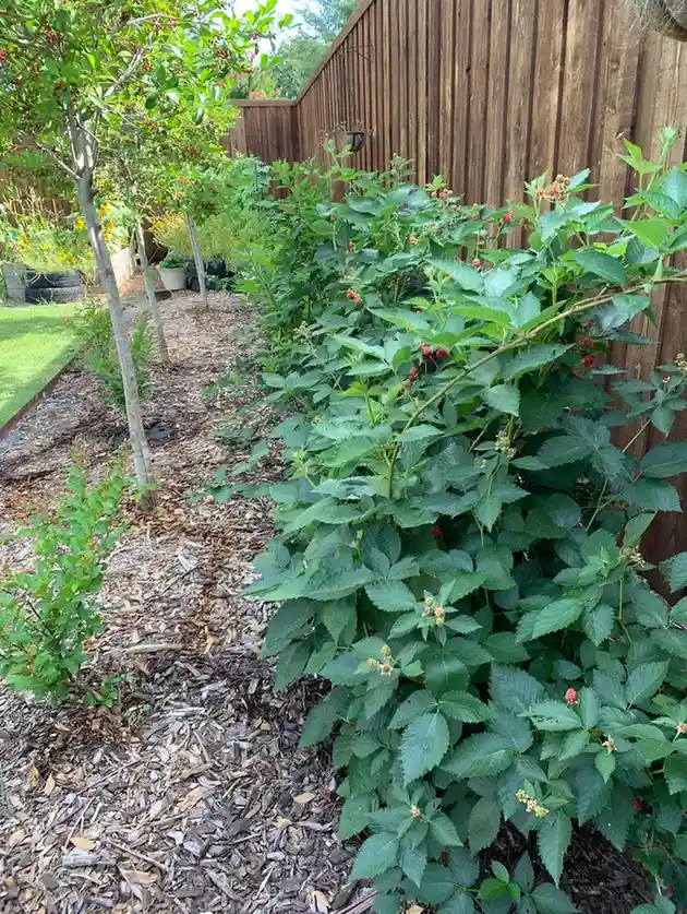 blackberry hedge update v0 y7u9ywc0m0591 1