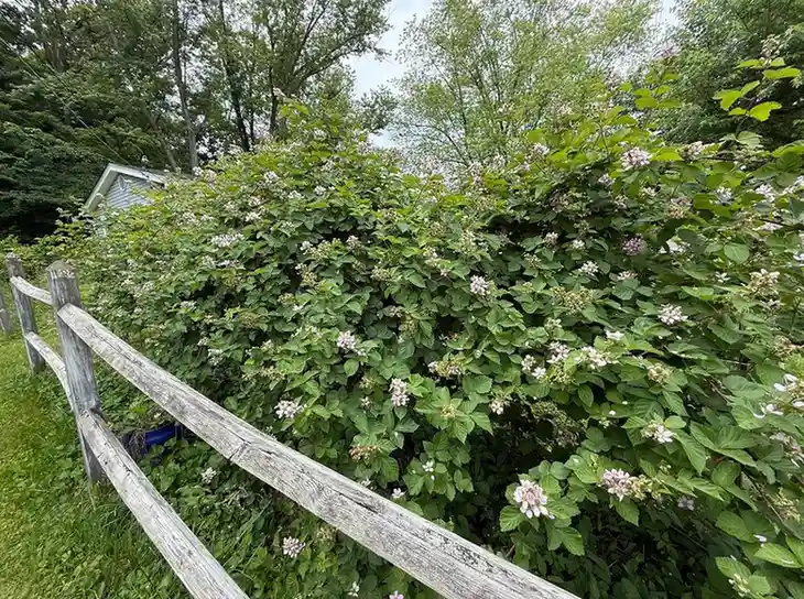 my multi generational blackberry hedge v0 u8ay0d2kay3f1 1