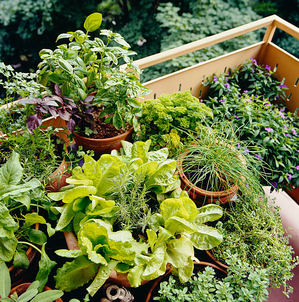 A lush balcony garden filled with potted herbs, leafy greens, and other edible plants growing in a small outdoor space.