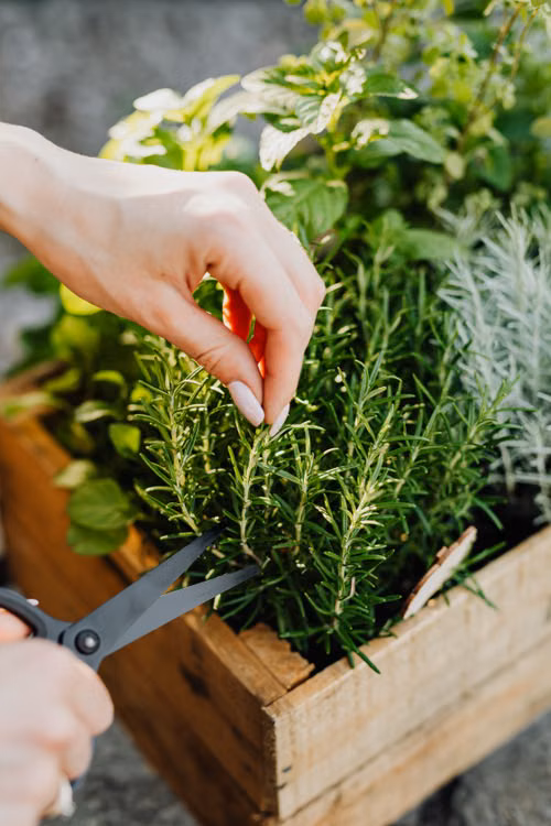 A person trims fresh rosemary and other herbs growing in a wooden planter box.